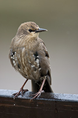 BUITEN BEELD Foto: 99975