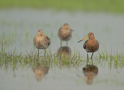 BUITEN BEELD Foto: 99983