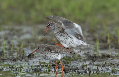 BUITEN BEELD Foto: 99986