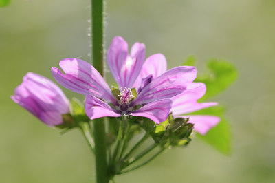 BUITEN BEELD Foto: 99997