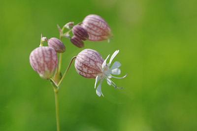 BUITEN BEELD Foto: 99998