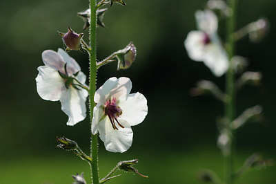 BUITEN BEELD Foto: 100027
