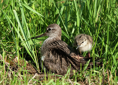 BUITEN BEELD Foto: 100029