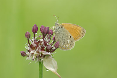 BUITEN BEELD Foto: 100040