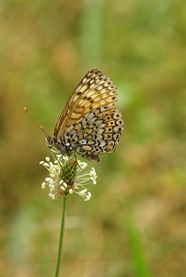 BUITEN BEELD Foto: 100041