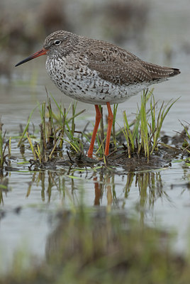 BUITEN BEELD Foto: 100044