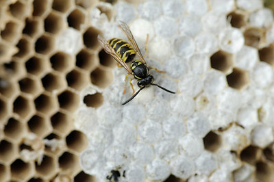 BUITEN BEELD Foto: 100070
