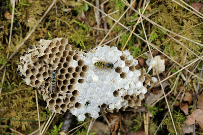 BUITEN BEELD Foto: 100071