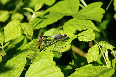 BUITEN BEELD Foto: 100072