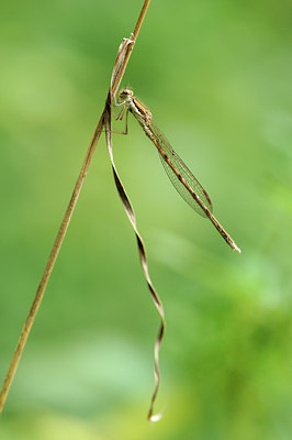 BUITEN BEELD Foto: 100073