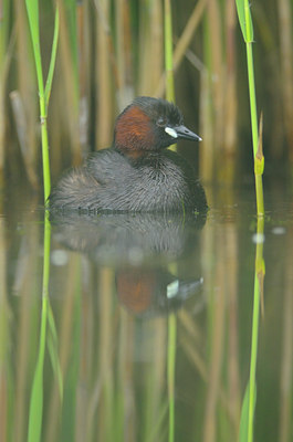 BUITEN BEELD Foto: 100099