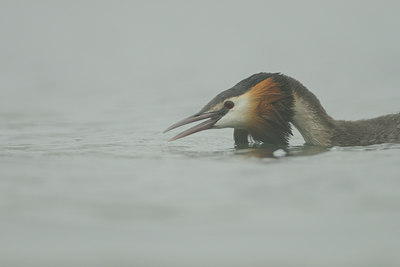 BUITEN BEELD Foto: 100101