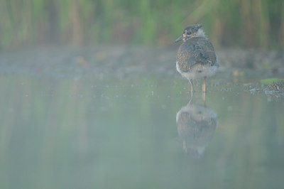 BUITEN BEELD Foto: 100109