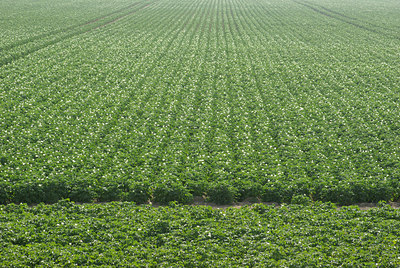 BUITEN BEELD Foto: 100139