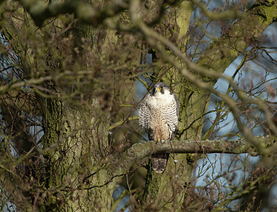 BUITEN BEELD Foto: 100150