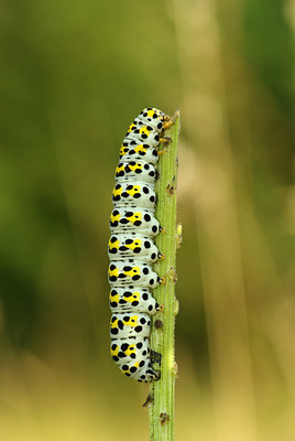 BUITEN BEELD Foto: 100155