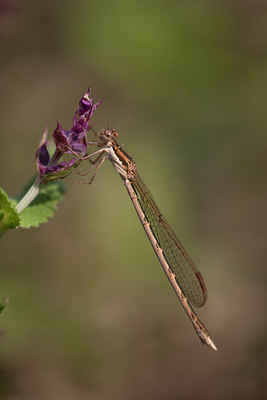 BUITEN BEELD Foto: 100175