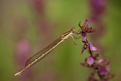 BUITEN BEELD Foto: 100177