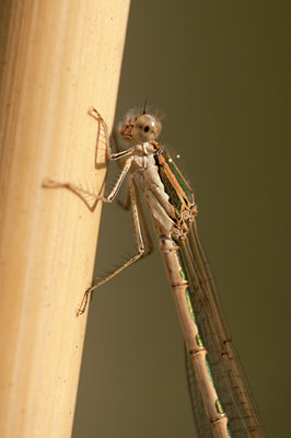 BUITEN BEELD Foto: 100179
