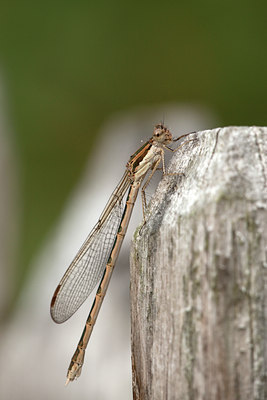 BUITEN BEELD Foto: 100181