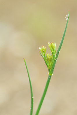 BUITEN BEELD Foto: 100191