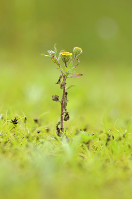 BUITEN BEELD Foto: 100198