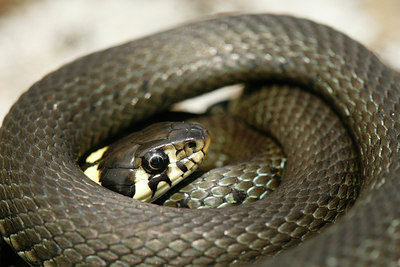 BUITEN BEELD Foto: 100211