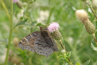 BUITEN BEELD Foto: 100264