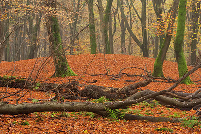 BUITEN BEELD Foto: 100287