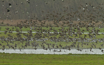 BUITEN BEELD Foto: 100335