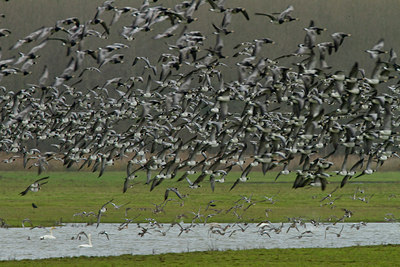 BUITEN BEELD Foto: 100338