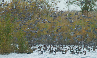 BUITEN BEELD Foto: 100341