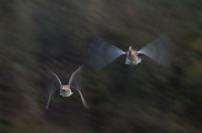 BUITEN BEELD Foto: 100367