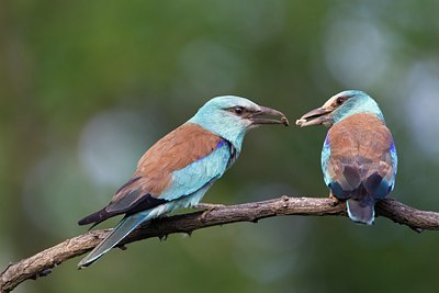 BUITEN BEELD Foto: 100392