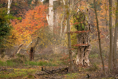 BUITEN BEELD Foto: 100404