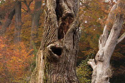 BUITEN BEELD Foto: 100405