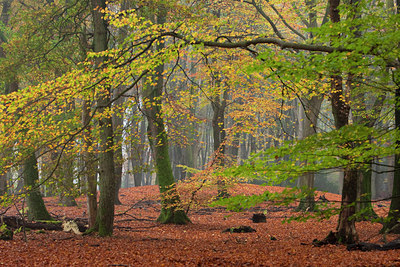 BUITEN BEELD Foto: 100410