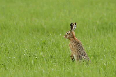 BUITEN BEELD Foto: 100419