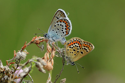 BUITEN BEELD Foto: 100440