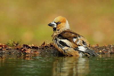 BUITEN BEELD Foto: 100454