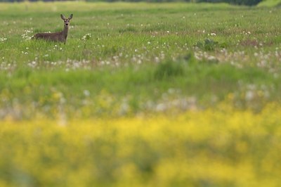 BUITEN BEELD Foto: 100462