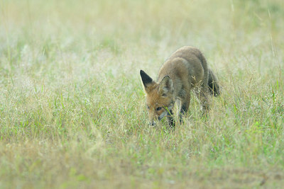 BUITEN BEELD Foto: 100463