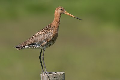 BUITEN BEELD Foto: 100521