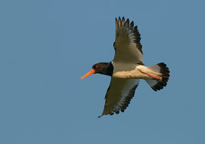 BUITEN BEELD Foto: 100522