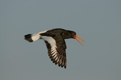 BUITEN BEELD Foto: 100523