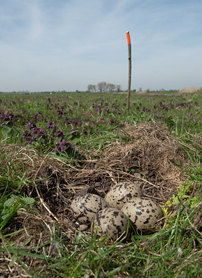 BUITEN BEELD Foto: 100525