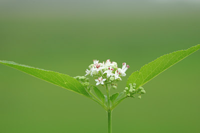 BUITEN BEELD Foto: 100557