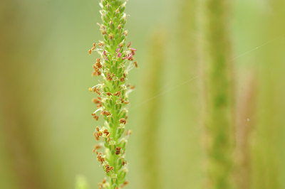 BUITEN BEELD Foto: 100559