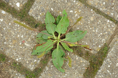 BUITEN BEELD Foto: 100562