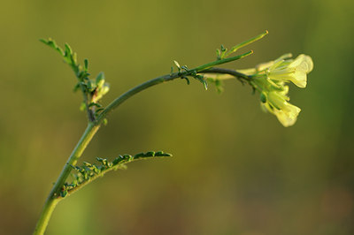 BUITEN BEELD Foto: 100566